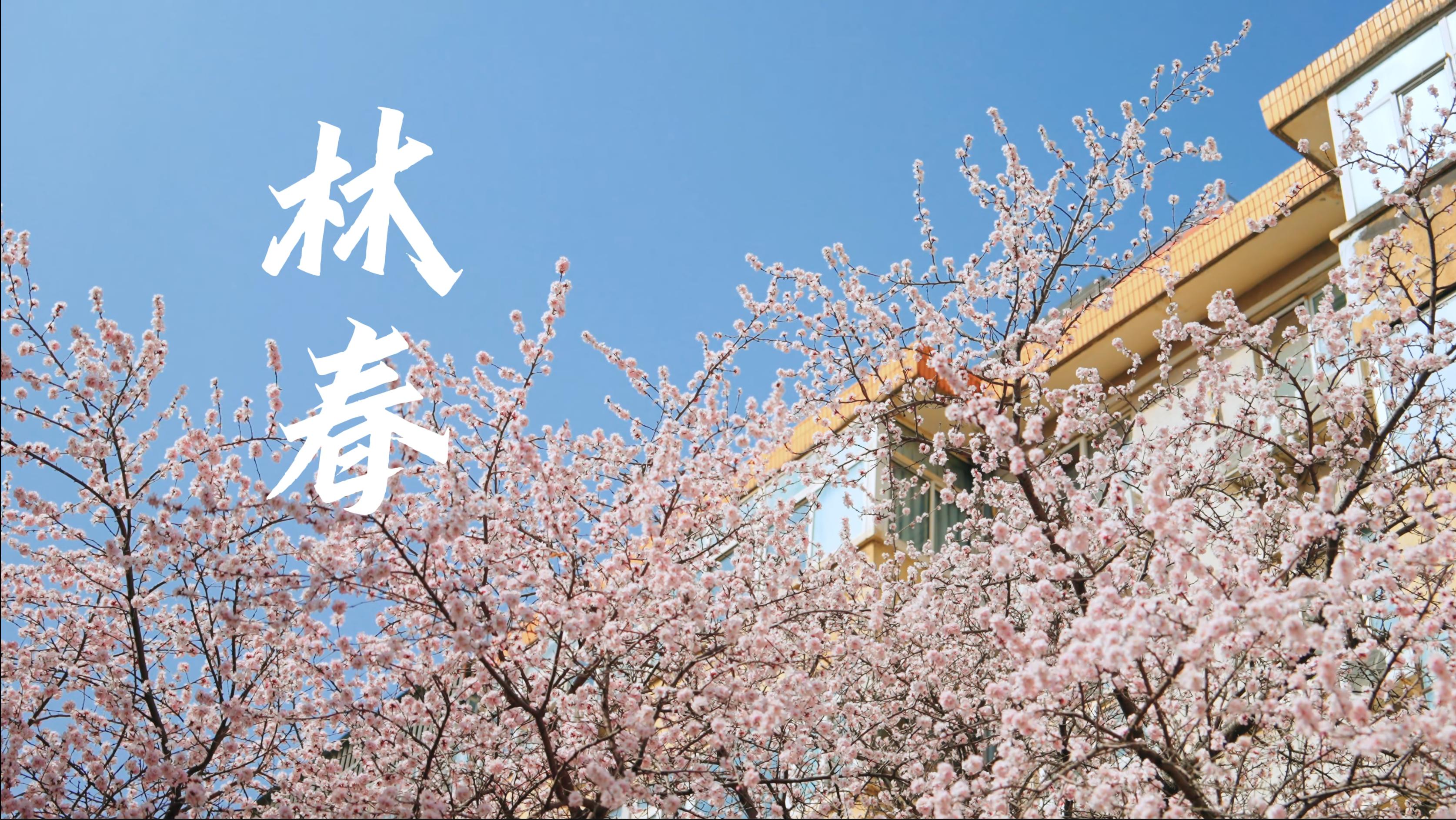 鏋椔锋槬